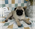 Small #6 Pug