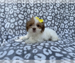 Lhasa Apso Puppy for Sale in LAKELAND, Florida USA