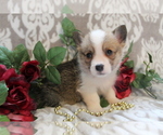 Small Photo #12 Pembroke Welsh Corgi Puppy For Sale in SHILOH, OH, USA
