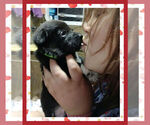 Small Photo #18 Pembroke Welsh Corgi Puppy For Sale in LOGAN, NM, USA