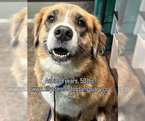 Mutt Dogs for adoption in Stratham, NH, USA