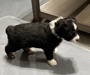 Miniature Australian Shepherd Puppy for sale in WADESBORO, NC, USA
