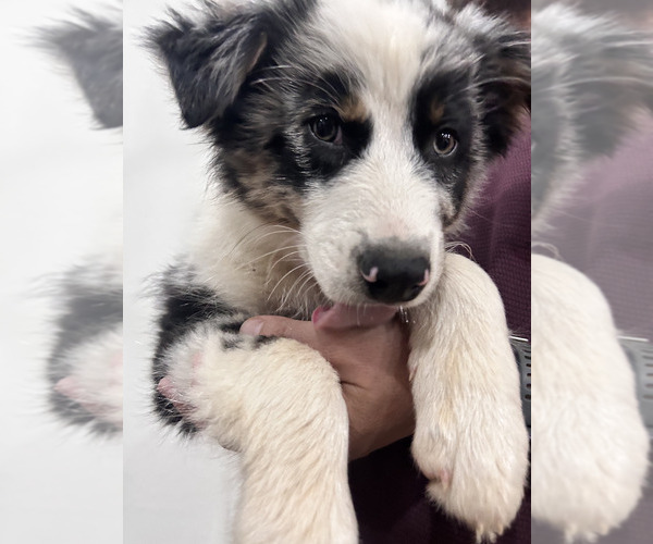 Medium Photo #4 Australian Shepherd Puppy For Sale in TYLER, TX, USA