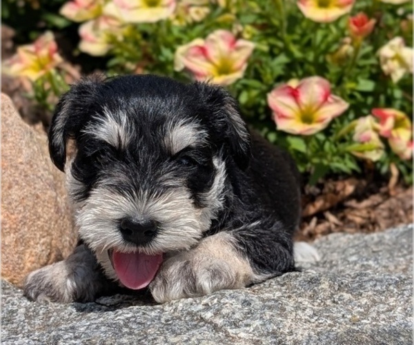 Medium Photo #39 Schnauzer (Miniature) Puppy For Sale in GOSHEN, IN, USA