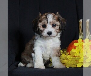 Cavachon Puppy for sale in NARVON, PA, USA