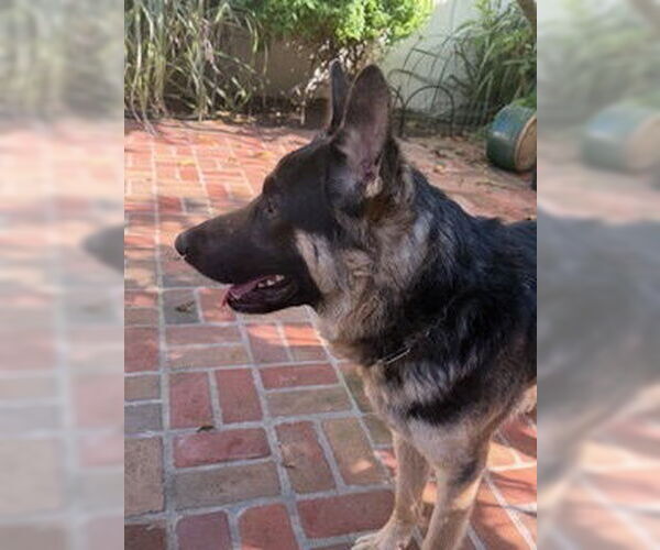 Medium Photo #2 German Shepherd Dog Puppy For Sale in Cupertino, CA, USA