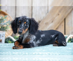 Small #2 Dachshund