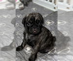 Small Photo #38 Pug Puppy For Sale in TROY, MO, USA