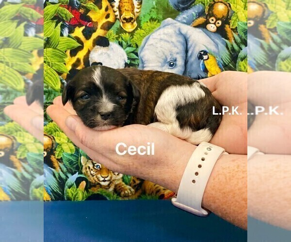 Medium Photo #3 Yorkipoo Puppy For Sale in WINNSBORO, LA, USA