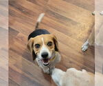 Small #1 Beagle