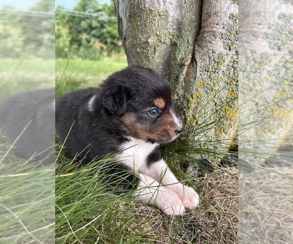 Medium Photo #4 Australian Shepherd Puppy For Sale in JEROMESVILLE, OH, USA