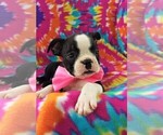 Small Photo #6 Boston Terrier Puppy For Sale in LANCASTER, PA, USA