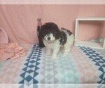 Puppy 2 Goldendoodle-Poodle (Toy) Mix