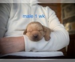 Small Photo #7 Labrador Retriever Puppy For Sale in EDGEWOOD, TX, USA