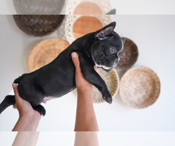 Medium Photo #5 French Bulldog Puppy For Sale in MORENO VALLEY, CA, USA