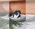 Puppy Dwyer Shih Tzu-Zuchon Mix