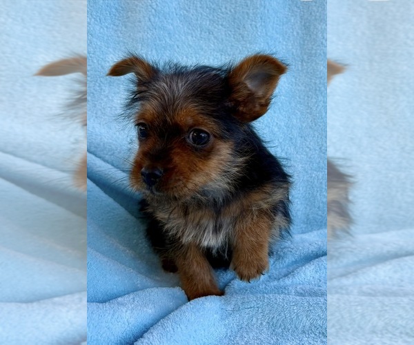 Medium Photo #2 Yorkshire Terrier Puppy For Sale in FAIR HAVEN, MI, USA