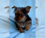 Small #1 Yorkshire Terrier