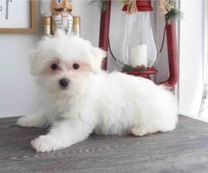 Maltese Puppy for sale in RED LION, PA, USA