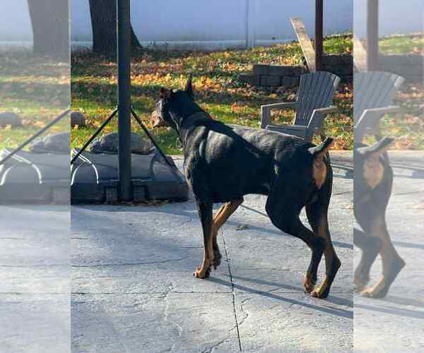 Medium Photo #11 Doberman Pinscher Puppy For Sale in Buffalo, MN, USA