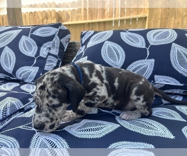 Medium Photo #33 Great Dane Puppy For Sale in WILLIS, TX, USA