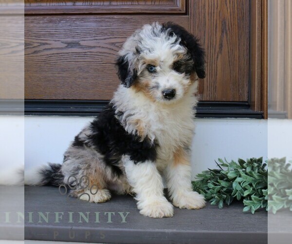 Medium Photo #4 Bernedoodle (Miniature) Puppy For Sale in PARADISE, PA, USA