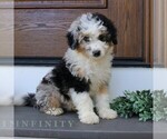 Small #3 Bernedoodle (Miniature)