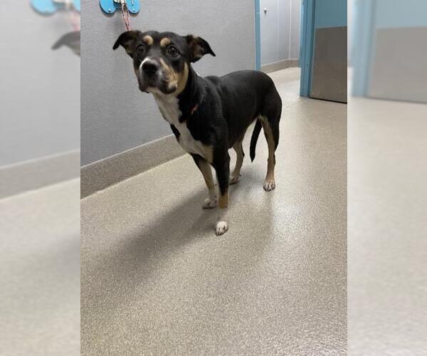 Medium Photo #1 Labrador Retriever-Unknown Mix Puppy For Sale in Las Vegas, NV, USA