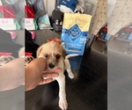 Puppy Puppy 2 Jack Russell Terrier-Maltipoo Mix