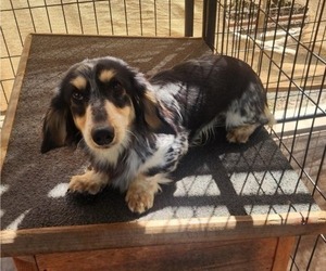 Father of the Dachshund puppies born on 06/08/2025
