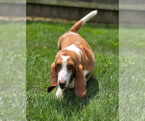 Basset Hound Dogs for adoption in Brookville, OH, USA