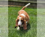 Small Basset Hound