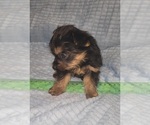 Small Photo #321 Yorkshire Terrier Puppy For Sale in AKRON, OH, USA