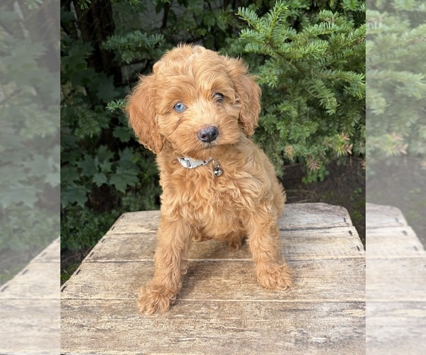 Medium Photo #3 Cockapoo (Miniature) Puppy For Sale in MIDDLEBURY, IN, USA
