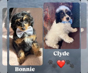 Poodle (Miniature) Puppy for sale in COLORADO SPRINGS, CO, USA