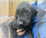 Small Photo #10 Goldendoodle Puppy For Sale in WAKE FOREST, NC, USA