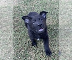 Small #6 German Shepherd Dog
