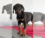 Small Photo #83 Doberman Pinscher Puppy For Sale in GOSHEN, IN, USA