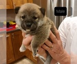 Puppy 2 Shiba Inu