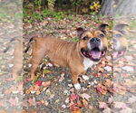 Small #4 American Bulldog