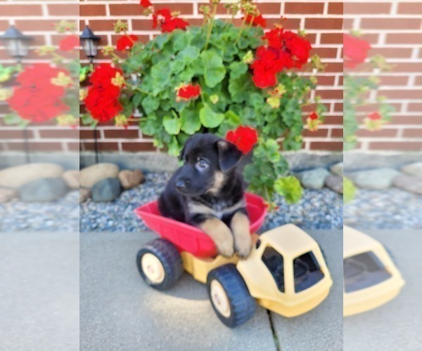 Medium Photo #6 German Shepherd Dog Puppy For Sale in NEW HAVEN, IN, USA