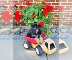 Small Photo #6 German Shepherd Dog Puppy For Sale in NEW HAVEN, IN, USA