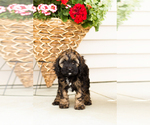 Small #3 Cocker Spaniel-Poodle (Miniature) Mix