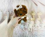 Small #19 Poodle (Toy)