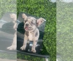 Small Photo #3 French Bulldog Puppy For Sale in BALTIMORE, MD, USA