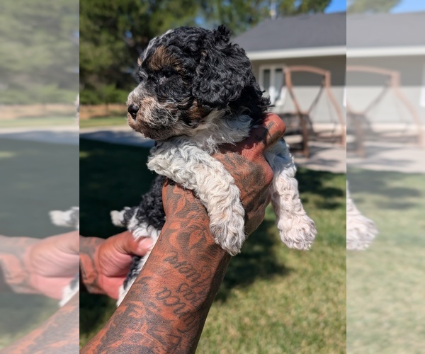 Medium Photo #6 Bernedoodle-Cavapoo (Miniature) Mix Puppy For Sale in SACRAMENTO, CA, USA