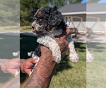 Small #5 Bernedoodle-Cavapoo (Miniature) Mix