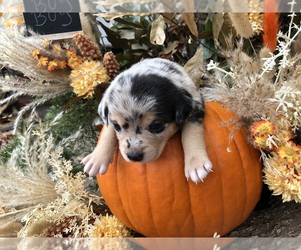 Medium Photo #6 Australian Shepherd-Chihuahua Mix Puppy For Sale in SHERMAN, TX, USA