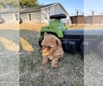 Small #2 Poodle (Toy)