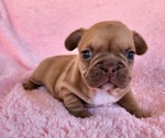 Small Photo #1 French Bulldog Puppy For Sale in LAS VEGAS, NV, USA